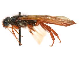   Sirex xerophilus  male lateral habitus; photo by H. Goulet, CNC 
